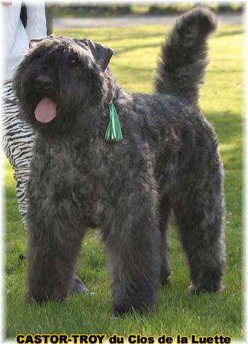 bouvier des flandres du clos de la luette - copyright déposé